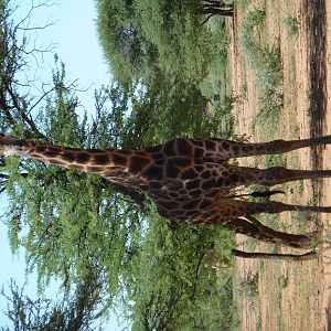 30 Year Old Giraffe Bull Namibia