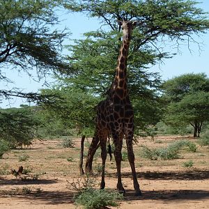 30 Year Old Giraffe Bull Namibia