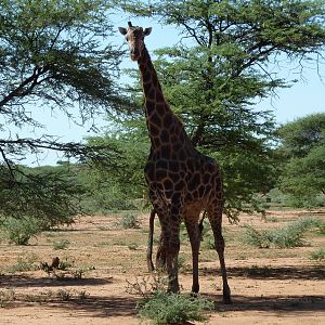 30 Year Old Giraffe Bull Namibia