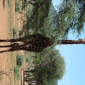 30 Year Old Giraffe Bull Namibia