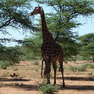 30 Year Old Giraffe Bull Namibia