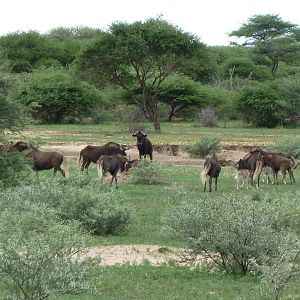 Black Wildebeest Namibia