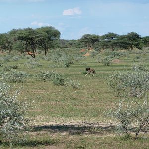 Black Wildebeest Namibia