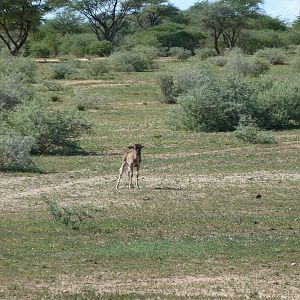 Black Wildebeest Namibia