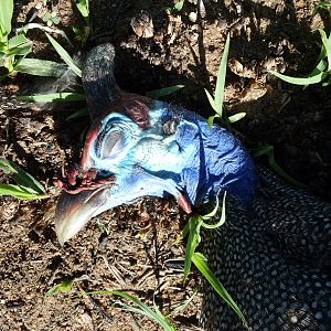 Hunting Guineafowl Namibia