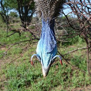 Hunting Guineafowl Namibia