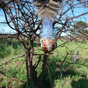 Hunting Guineafowl Namibia