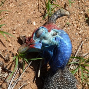 Hunting Guineafowl Namibia