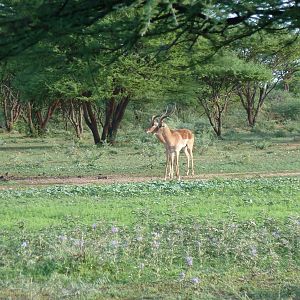 Impala Namibia