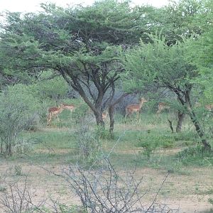 Impala Namibia