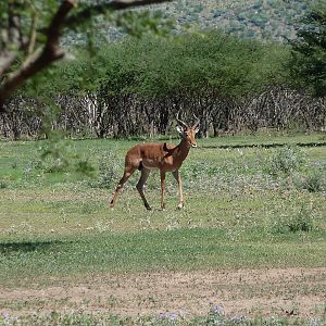 Impala Namibia