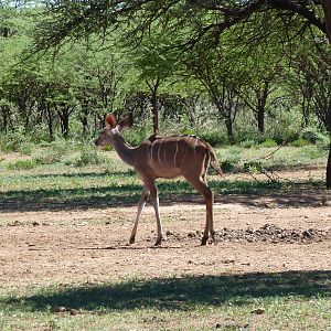 Kudu Namibia