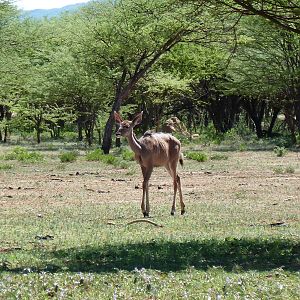 Kudu Namibia