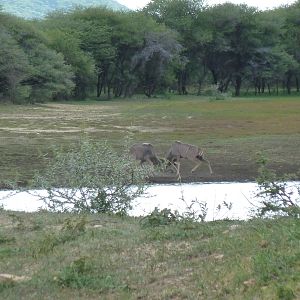 Kudu Bulls Fighting Namibia