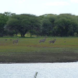 Kudu Namibia