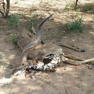 Kudu Carcass Namibia