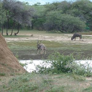 Kudu Bulls Fighting Namibia