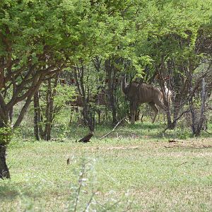 Kudu Namibia