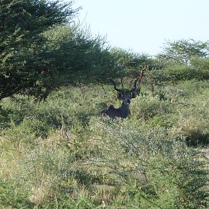 Kudu Namibia