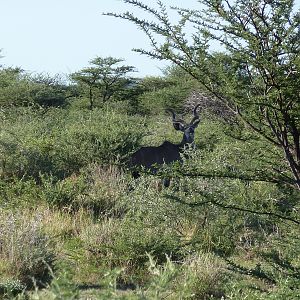 Kudu Namibia