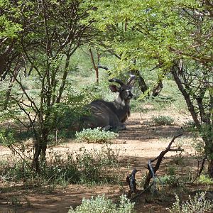 Kudu Namibia