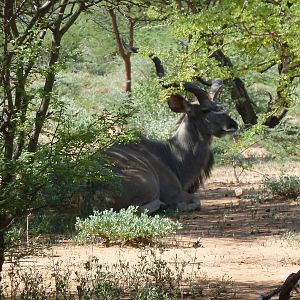 Kudu Namibia