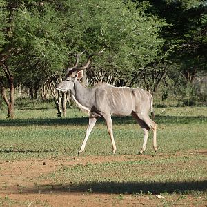 Kudu Namibia