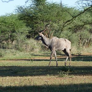 Kudu Namibia