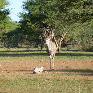 Kudu Namibia