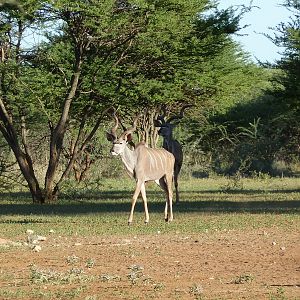 Kudu Namibia