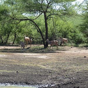 Kudu Namibia