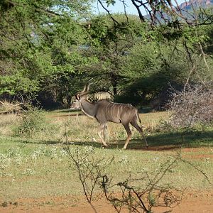 Kudu Namibia