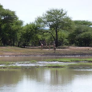 Kudu Namibia