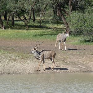 Kudu Namibia