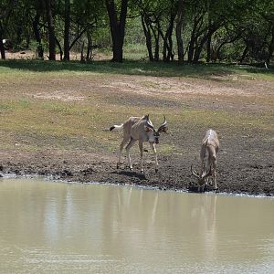 Kudu Namibia