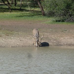 Kudu Namibia