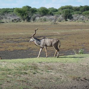 Kudu Namibia