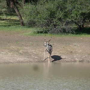 Kudu Namibia