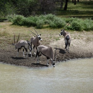 Gemsbok Namibia