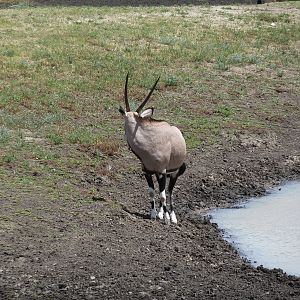 Gemsbok Namibia