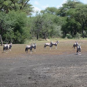 Gemsbok Namibia