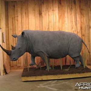 Rhino mounted by Black Creek Taxidermy