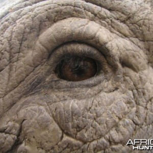 Rhino mounted by Black Creek Taxidermy