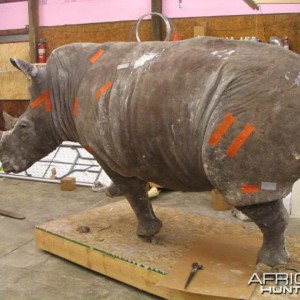 Rhino mounted by Black Creek Taxidermy