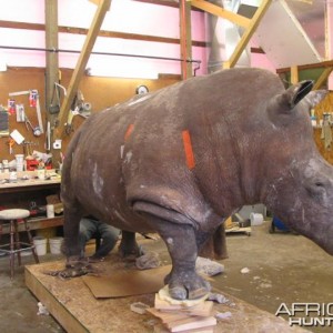 Rhino mounted by Black Creek Taxidermy