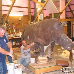 Rhino mounted by Black Creek Taxidermy