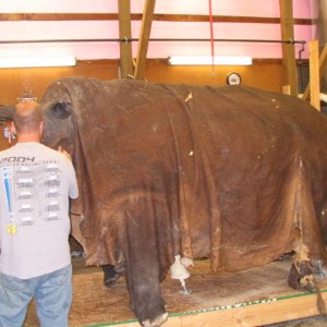 Rhino mounted by Black Creek Taxidermy