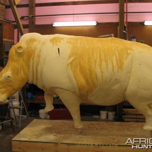 Rhino mounted by Black Creek Taxidermy