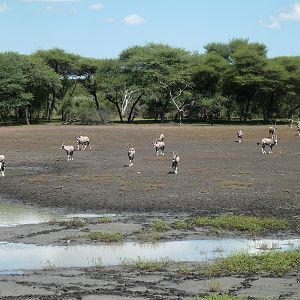 Gemsbok Namibia