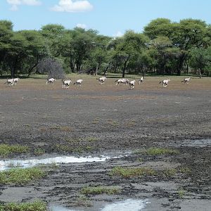 Gemsbok Namibia